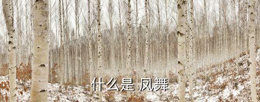 什么是 凤舞